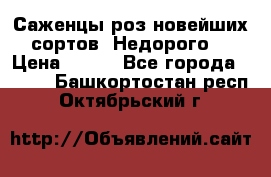 Саженцы роз новейших сортов. Недорого. › Цена ­ 350 - Все города  »    . Башкортостан респ.,Октябрьский г.